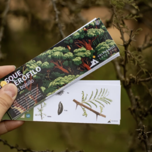 BOSQUE ESCLEROFILO