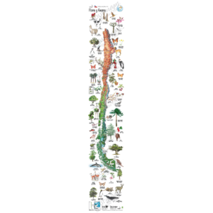 Mapa flora y fauna de Chile desplegable